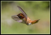 male Rufous Hummingbird