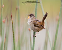 Marsh Wren