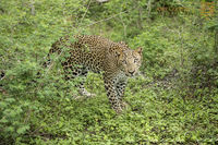 Inqusitive Leopard