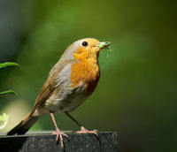 european robin