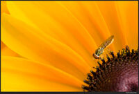 Insect on Black Eyed Susan