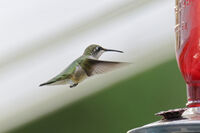 Hummingbird...