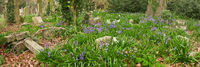 Bluebells