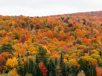 New England Fall