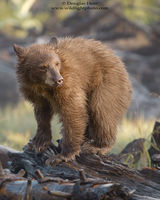 Black Bear
