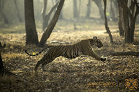 Tiger Cub