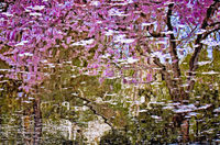 Fall Reflections