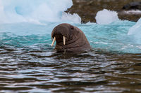 Svalbard Walrus