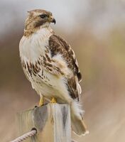 Large red tail hawk...