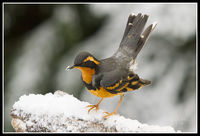 Varied Thrush