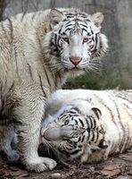 Snow Tigers