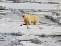Polar Bear with kill
