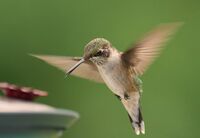 Hummer