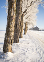 Hoare Frost