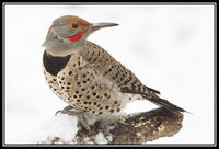 Northern Flicker Woodpecker