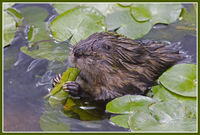 Muskrat