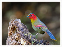 Red-faced Liocichia 