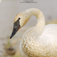 Trumpeter Swan