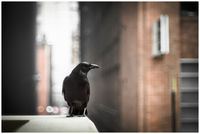 City Crow