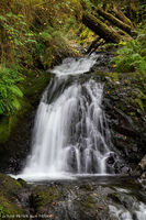 Shepherd's Dell