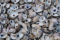 OYSTERS