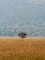 Lonely tree in Rwanda