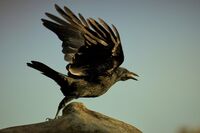 Taking Flight