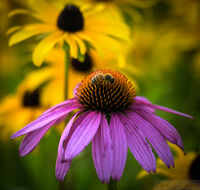 Cone Flower