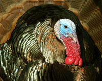 Wild Turkey