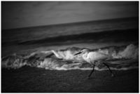 Wave Dancer