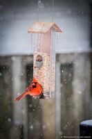CARDINAL IN THE SNOW