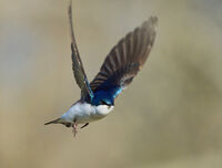 Swallow In Flight