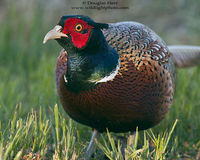 Ring-necked Pheasant