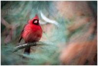 Shy Cardinal