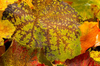Grape Leaves