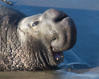 Elephant Seal bull