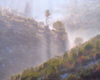 Spring Morning