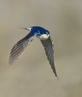 Swallow In Flight2