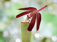 2010-08 Dragonfly