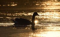 Golden hour...