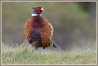 Ring-necked Pheasant