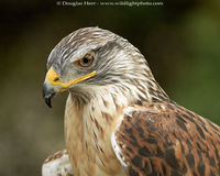 Ferruginous Hawk