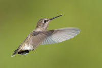 Hummer IF