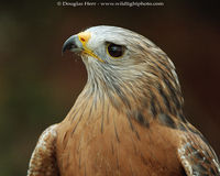 Red-shouldered Hawk