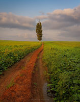 The Guardian of the Fields