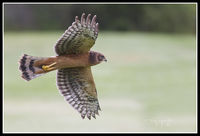 Northern Harrier
