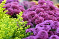 Flower Closeup