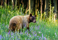 Black Bear