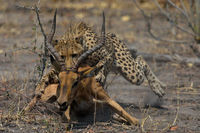 Cheetah: Takedown