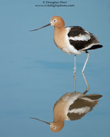 American Avocet